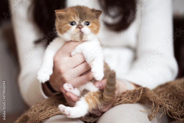 Fototapeta Britisch Kurzhaar Kitten rarität Luxus Katze imposant und edel