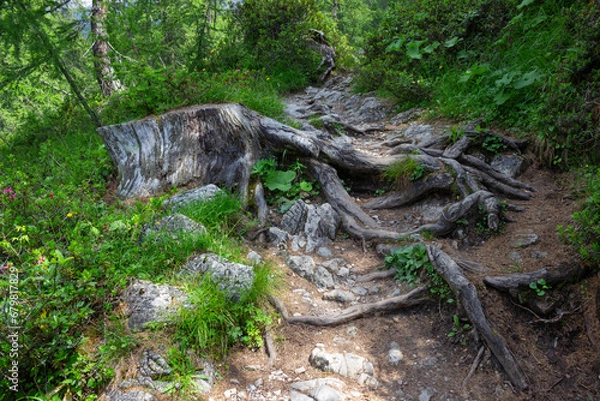 Obraz Detail of a mountain path. Stump of a tree with roots on the path. Madonna di Campiglio, Italy