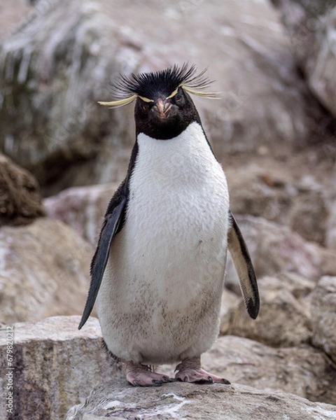 Obraz Southern Rockhopper Penguin - 4271