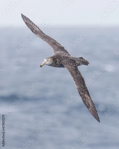 Obraz Southern Giant-Petrel - 9378