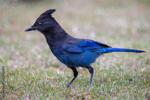 Obraz Steller's Jay - 5493
