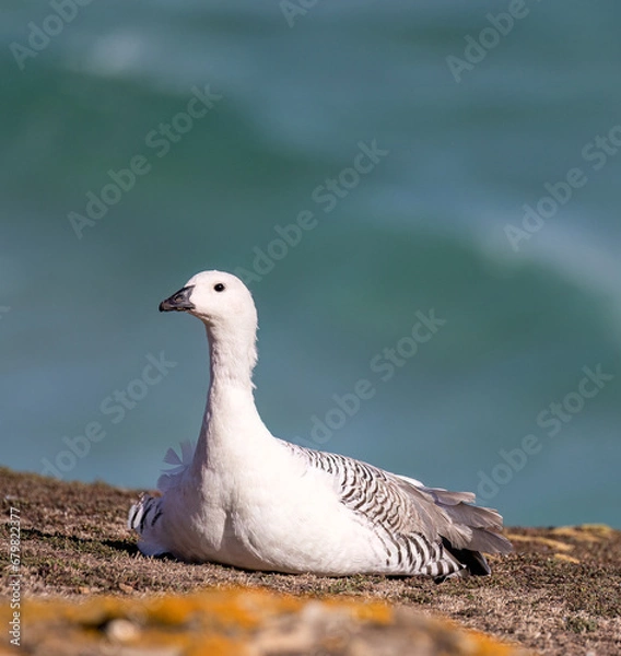 Obraz Upland Goose - 3614