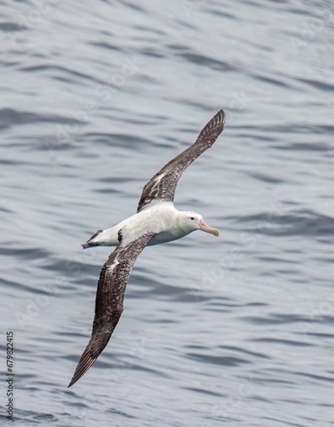 Obraz Wandering Albatross - 2937
