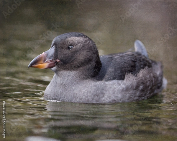 Obraz Tufted Puffin - 9709 - S