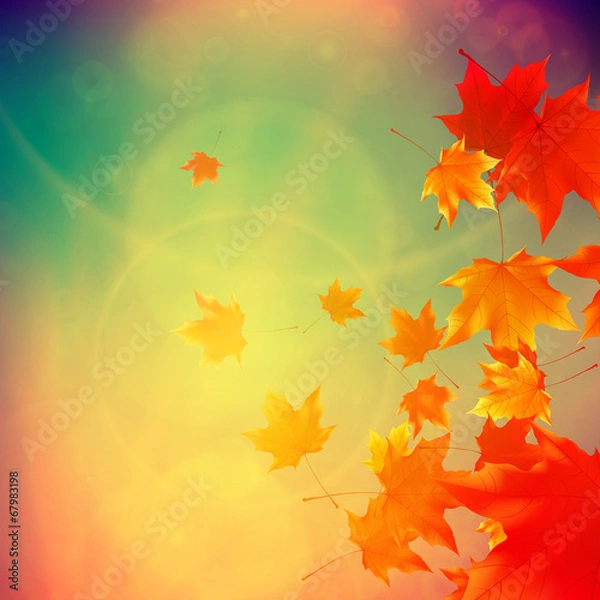 Obraz Beautiful autumn Leaves.