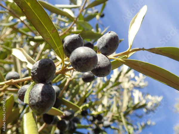 Fototapeta Olive tree branches with beautiful natural light and blue sky in background. Olive leaves blooming. Space for text, oil extraction process, olive tree leafs, Harvesting olives in Jijel Algeria Africa.
