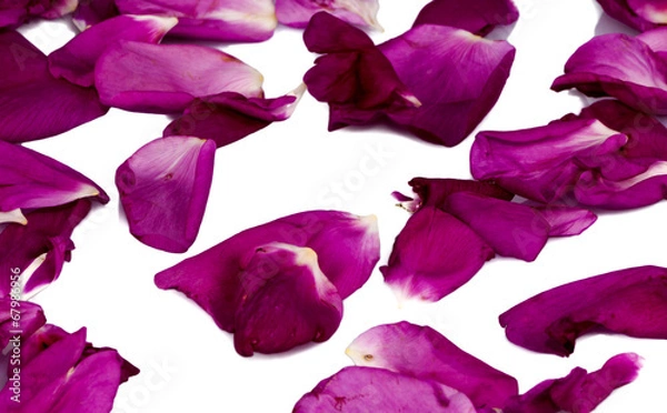 Obraz Rose petals