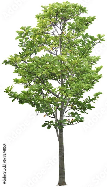 Fototapeta Tree on transparent background, real tree green leaf png file