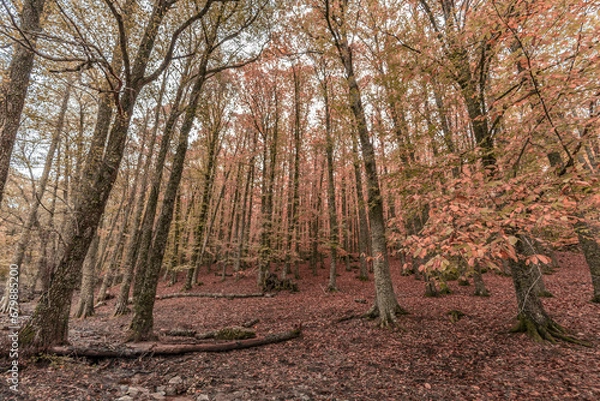 Obraz Wide angle autunm scene at Castanar de el Tiemblo. Chestnut forest in Avila province, Spain
