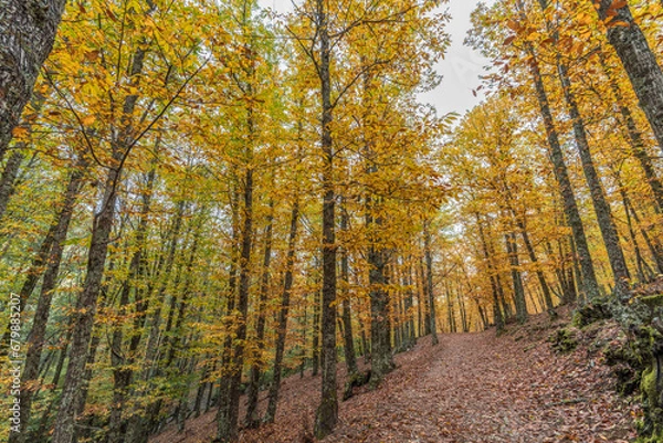 Obraz Wide angle autunm scene at Castanar de el Tiemblo. Chestnut forest in Avila province, Spain