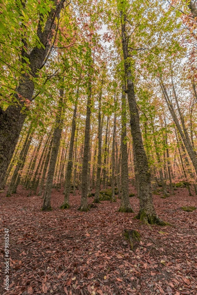 Obraz Wide angle autunm scene at Castanar de el Tiemblo. Chestnut forest in Avila province, Spain
