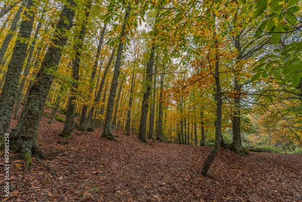 Obraz Wide angle autunm scene at Castanar de el Tiemblo. Chestnut forest in Avila province, Spain