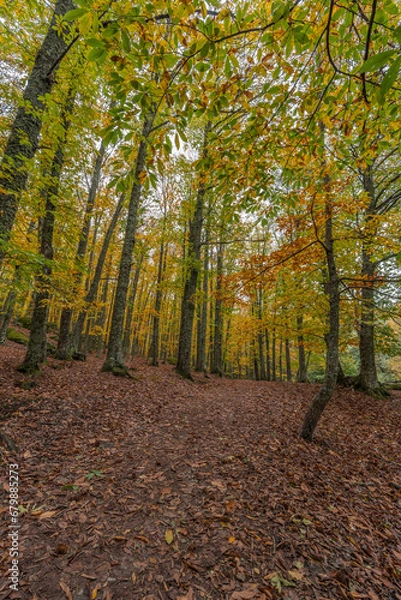 Obraz Wide angle autunm scene at Castanar de el Tiemblo. Chestnut forest in Avila province, Spain