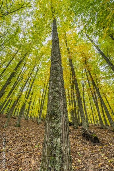 Obraz Wide angle autunm scene at Castanar de el Tiemblo. Chestnut forest in Avila province, Spain