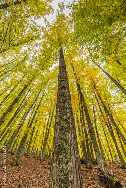 Obraz Wide angle autunm scene at Castanar de el Tiemblo. Chestnut forest in Avila province, Spain