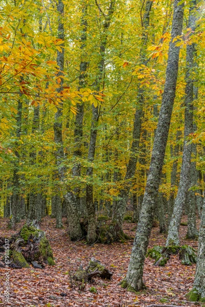 Obraz Autunm scene at Castanar de el Tiemblo. Chestnut forest in Avila province, Spain