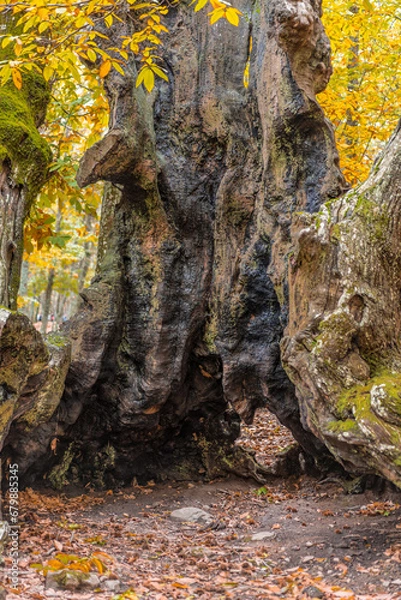 Obraz Autunm scene at Castanar de el Tiemblo. Chestnut forest in Avila province, Spain