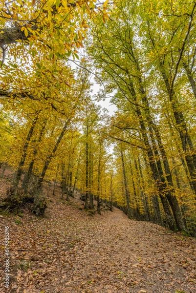 Obraz Wide angle autunm scene at Castanar de el Tiemblo. Chestnut forest in Avila province, Spain