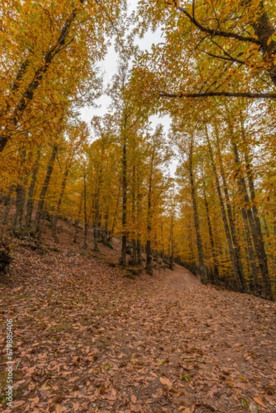 Obraz Wide angle autunm scene at Castanar de el Tiemblo. Chestnut forest in Avila province, Spain