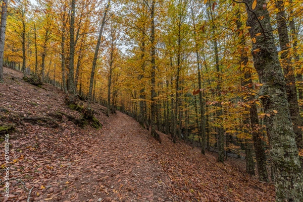 Obraz Wide angle autunm scene at Castanar de el Tiemblo. Chestnut forest in Avila province, Spain