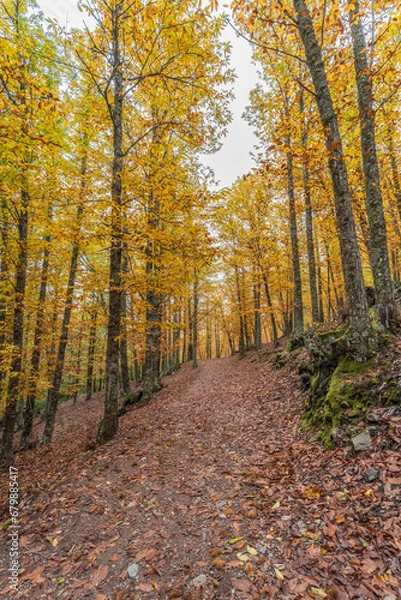 Obraz Wide angle autunm scene at Castanar de el Tiemblo. Chestnut forest in Avila province, Spain