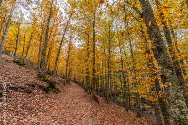 Obraz Wide angle autunm scene at Castanar de el Tiemblo. Chestnut forest in Avila province, Spain
