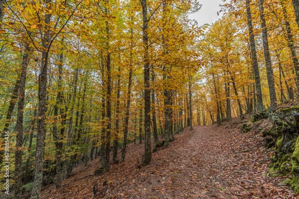 Obraz Wide angle autunm scene at Castanar de el Tiemblo. Chestnut forest in Avila province, Spain