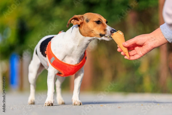 Fototapeta Cute Jack Russell Terrier dog eats ice cream on a walk in the park. Pet portrait with selective focus