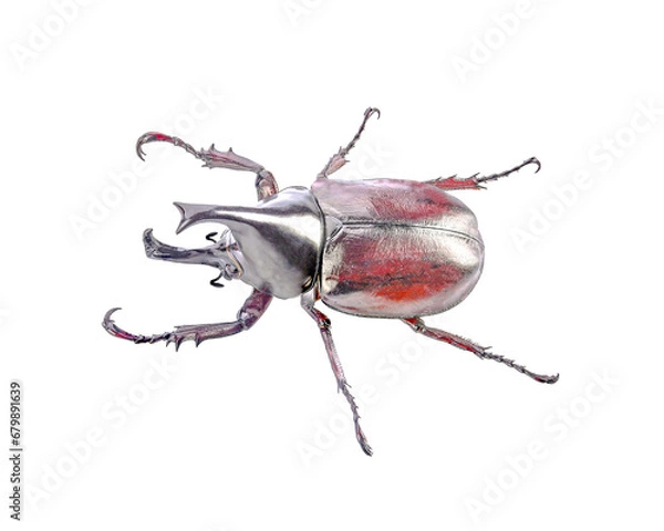 Obraz beetle isolated on  transparent png