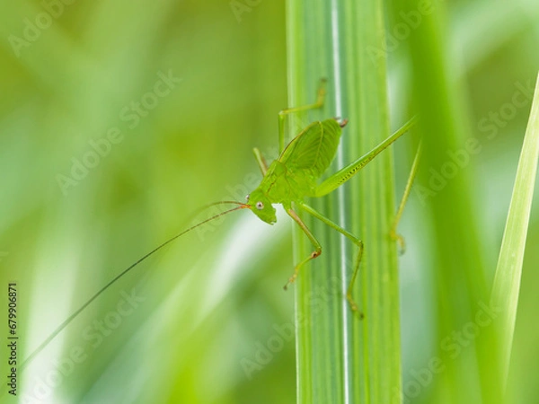 Obraz クサキリの幼虫