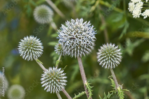 Obraz Gray flowers Echinops sphaerocephalus  .