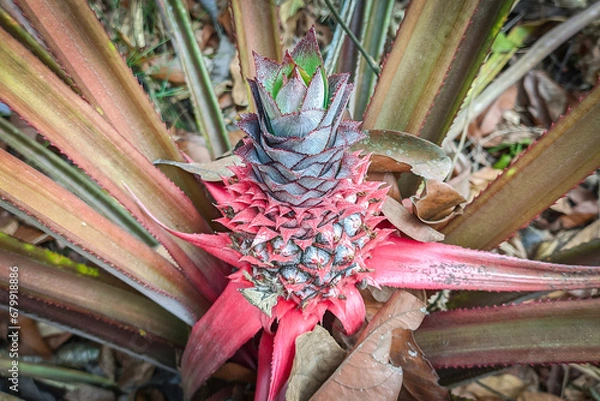 Obraz Young pineapple grows well in the garden
