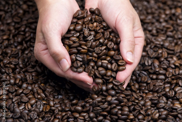 Fototapeta hands holding coffee beans