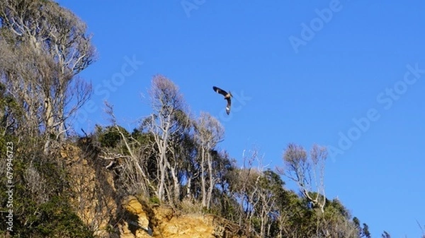 Obraz 崖の上を飛ぶトンビを見上げる
