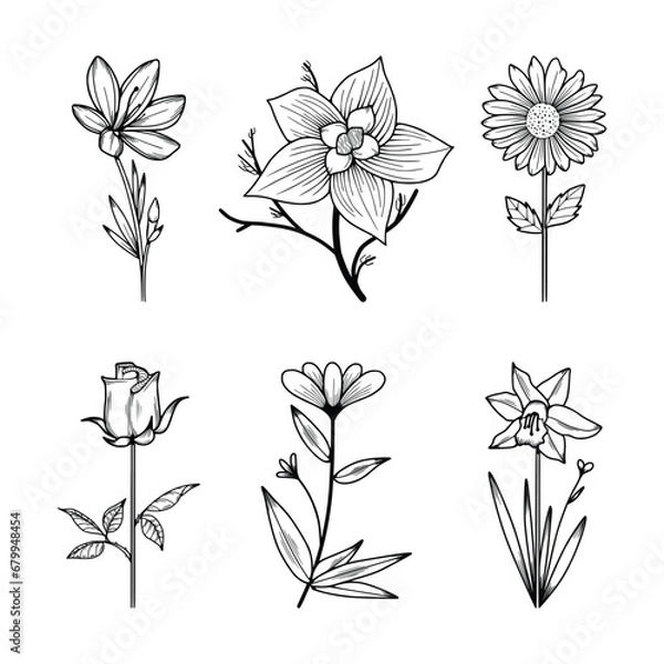Obraz Floral Line Art Minimal Drawn Botanical Vector Illustration