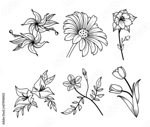 Obraz Floral Line Art Minimal Drawn Botanical Vector Illustration