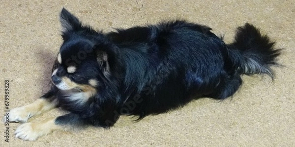 Obraz コルクの床に伏せる犬　ワイド