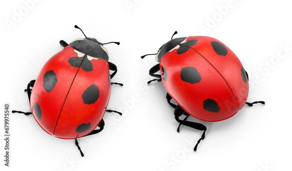 Fototapeta ladybug on transparent background