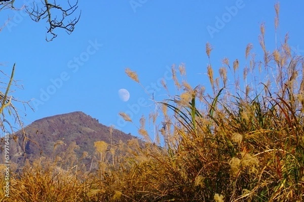 Obraz 秋のえびの高原　ススキと昼の月