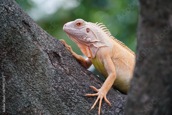 Fototapeta iguana on a tree
