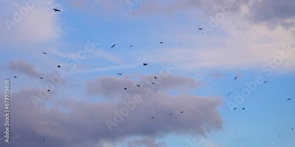Obraz 夕焼空にカラスの大群のシルエット　ワイド
