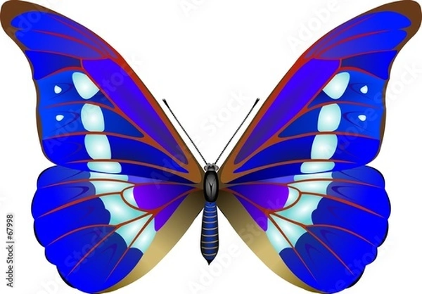 Fototapeta butterfly