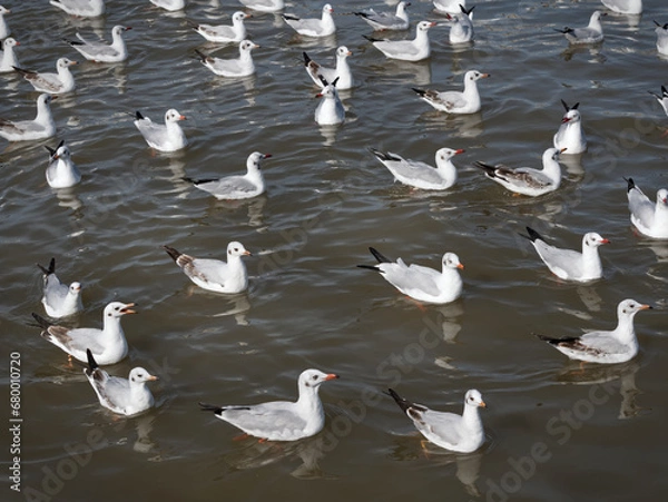 Obraz Flock of Seagulls on the Sea