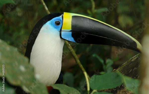 Obraz the tucan