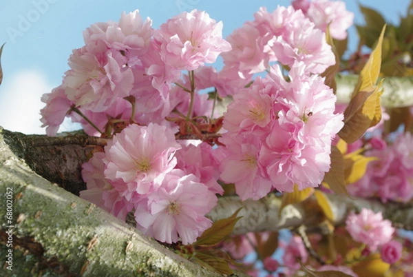 Fototapeta Arbre fleur rose