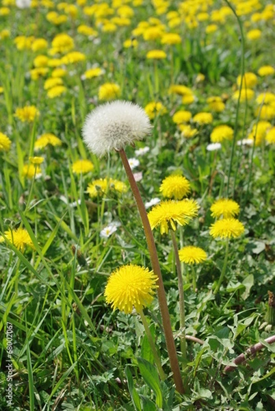 Fototapeta Fleur jaune