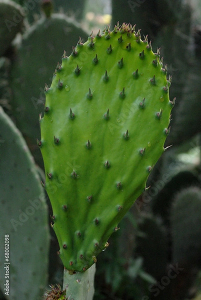 Fototapeta Cactus