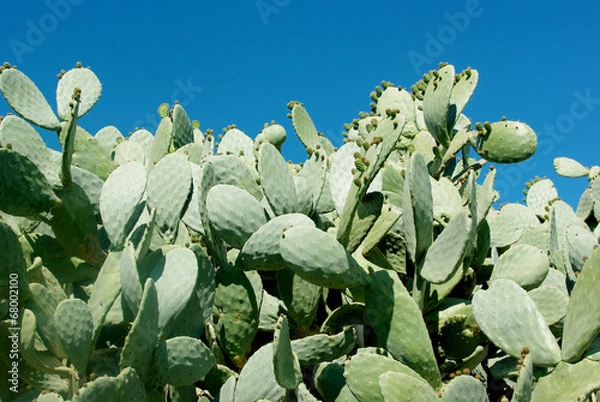 Obraz Figue de barbarie