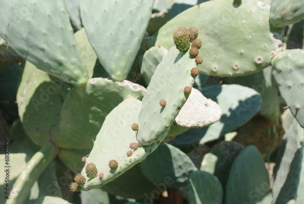 Obraz Figue de barbarie