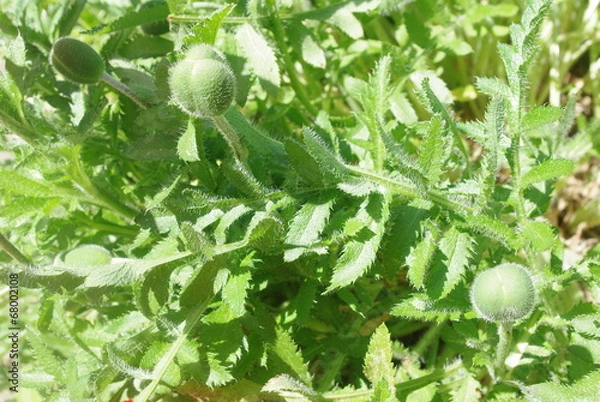 Fototapeta coquelicot